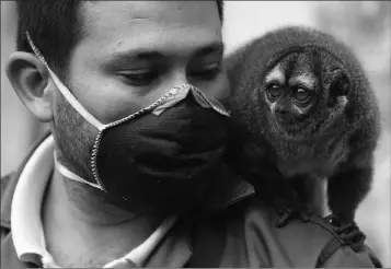  ?? ASSOCIATED PRESS ?? A MONKEY SITS ON THE SHOULDER OF ZOOKEEPER Jorge Mogollon at the Santa Cruz Zoo which is closed amid a lockdown to help contain the spread of the new coronaviru­s in San Antonio, near Bogota, Colombia, April 21.