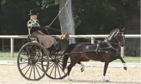  ??  ?? Shane White drives hackney pony Brookfield Our Way to victory