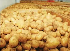  ?? EDIÇÕES NOVEMBRO ?? Município de Cachiungo é potencial produtor de batata rena