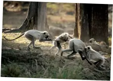  ?? ?? Playful langurs at Kanha Tiger Reserve.