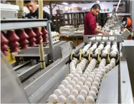  ?? צילום ארכיון: אייל מרגולין/ג'יני ?? מפעל ביצים. "תמיכת הציבור חיונית להישרדותנו"