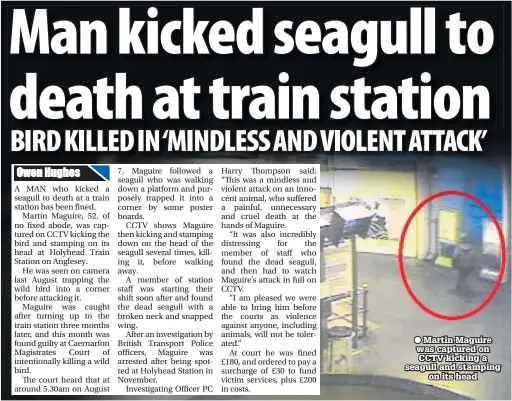  ??  ?? ● Martin Maguire was captured on CCTV kicking a seagull and stamping on its head