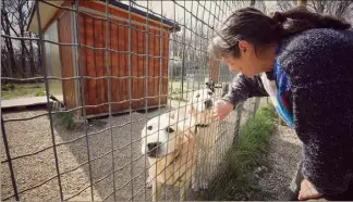  ?? (Photos Frantz Bouton) ?? Les jumeaux labradors ont été déposés au refuge par leur maître, muté au Japon.