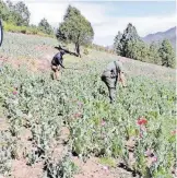  ?? / CORTESÍA ?? En Las Juntas detectan 14 mil 400 plantas de amapola.