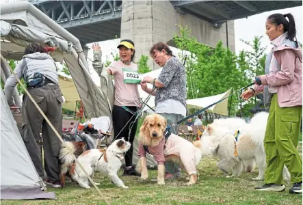  ?? — reuters ?? A ‘doggy-dog’ world: a woman having her race bib attached for a dog trail race where owners and their dogs navigate obstacles, in Shanghai.