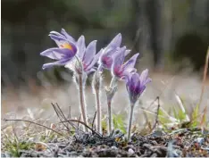  ??  ?? Die selten gewordene Küchensche­lle blüht derzeit auf der Königsbrun­ner Heide.