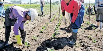  ?? ?? THE Department of Employment and Labour’s inspectors visited almost 2 000 farms in the previous year and discovered that 58% of employers visited by inspectors were not adhering to labour laws on safety conditions. | PHANDO JIKELO