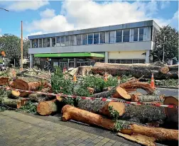  ?? DENISE CAPPER ?? One of the large oak trees in Tokoroa’s Bridge St was removed after it was damaged in a storm.