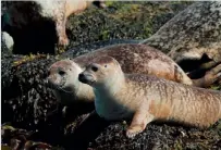  ??  ?? Above: Common seals