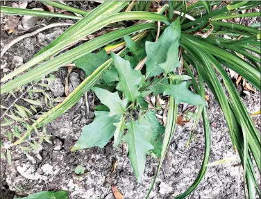  ??  ?? Horse nettle is an unwelcome garden invader that belongs to the Nightshade family. (Special to the Democrat-Gazette)