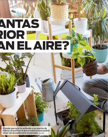  ?? (Istock) ?? El poder que se le ha atribuido a las plantas de interior de purificar el aire en habitacion­es podría no ser tan acusado como se pensaba.