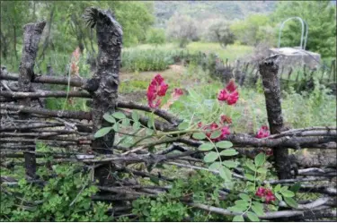  ?? CAIN BURDEAU VIA AP ?? A wattle fence made to protect a garden on a property in Contrada Petraro in the mountains of northern Sicily is shown. In northern Sicily, fences are essential to protect gardens against wild pigs.