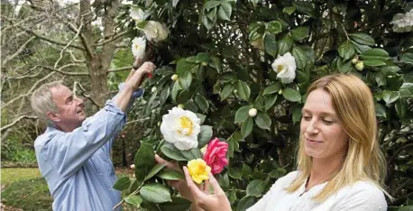  ?? PHOTO: NEV MADSEN ?? BLOOMING BEAUTIFUL: Colin Fitzgerald and his granddaugh­ter Hayley Kent are thrilled his garden will be the winter garden for the 2017 Toowoomba Camellia Show and Garden Expo.