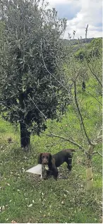  ?? Pictures: PA. ?? Dr Paul Thomas with some truffles and Bella, the truffle-finding dog.