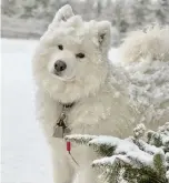  ??  ?? It’s hard to look away from this stunning Samoyed. Maria Schnare snapped this beautiful photo of Lewis enjoying the snow that fell just over a week ago. Lewis hangs out with Maria in Portuguese Cove, N.S. He’ll be happy to hear that there is more snow on the way for Tuesday!