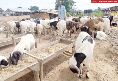  ?? PHOTO: ?? Rams on display for sale at Anagada livestock market
Abubakar Sadiq Isah