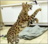  ?? TIM LEEDY/READING EAGLE VIA AP ?? This Nov. 7 photo shows an African Serval cat rescued from the streets of Reading, Pa., by the Animal Rescue League of Berks County. Police captured the big African cat, resembling a cheetah, running loose through the streets. The cat was transporte­d...