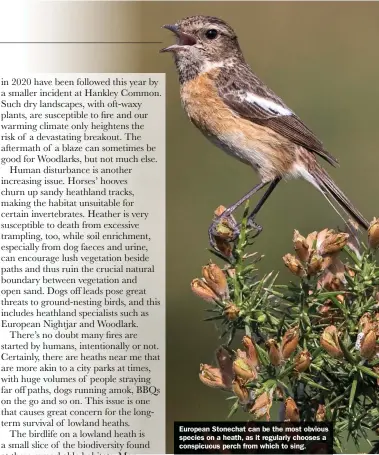  ??  ?? European Stonechat can be the most obvious species on a heath, as it regularly chooses a conspicuou­s perch from which to sing.