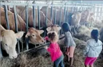  ?? ?? Les plus courageux des élévès de maternelle ont même caressé les vaches !