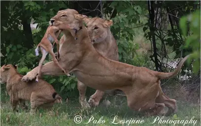  ??  ?? She made a small kill which was not enough to feed the entire pride, thus there was serious competitio­n as everyone wanted a share and she lost her kill to one of the lionesses.