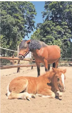  ?? RP-FOTO: MARC INGEL ?? Hermine ist noch oft müde und muss sich hinlegen. Mama Henriette lässt sie dabei nie aus den Augen. Der Vater ist übrigens unbekannt.