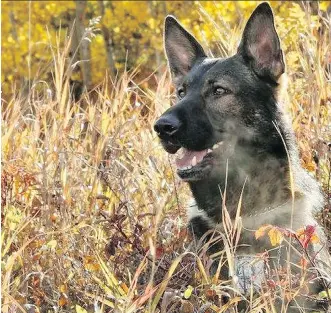  ??  ?? Jester, from the Calgary police K9 unit, returned to active duty two months after he was stabbed multiple times while chasing a break-in suspect last July. Jester required staples and stitches to close his four stab wounds.