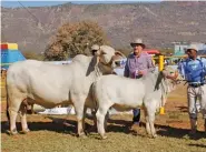  ??  ?? RIGHT:Nedibeste WIL 13 824, Senior and Reserve Grand Champion Grey Brahman Cow, with (from left): Justice Kgomo (handler), Willie Becker (owner, Nedibeste Brahman Stud, Dendron) and Sidwell Molokome (handler).