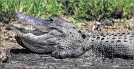  ?? PAUL J. MILETTE / THE PALM BEACH POST 2000 ?? A 10-foot alligator suns itself at Myakka River State Park. Three-fourths of Florida voters in 2014 approved an amendment to the state constituti­on requiring state tax dollars be set aside for conservati­on. But state legislator­s have avoided setting...