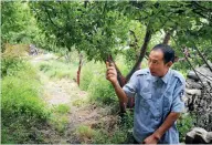  ??  ?? Gangzhu Dorje tells his father’s story while walking through his orchard.