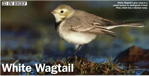  ?? ?? White Wagtail’s grey rump is a useful feature to distinguis­h it from Pied, which has a blacker rump.