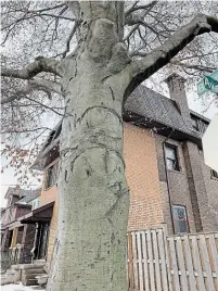  ?? COURTESY MARK MCNEIL ?? A beech tree beside 28 Burris St. has been estimated to be more than 200 years old.