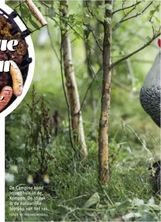  ?? FOTO'S VICTORIANO MORENO ?? De Campine komt terug thuis in de Kempen. De streek is de natuurlijk­e biotoop van het ras.