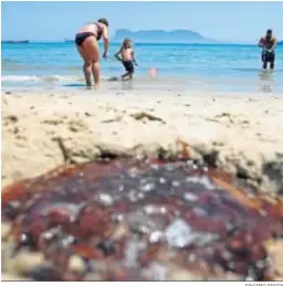  ?? ERASMO FENOY ?? Medusas en la playa del Rinconcill­o, en Algeciras.