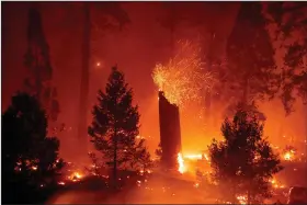  ?? (AP Photo/Noah Berger) ?? Embers fly from a tree as the Caldor Fire burns along Highway 50 Wednesday in Eldorado National Forest, Calif.