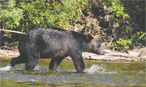  ?? PHOTOS: THERESA AND REID STORM ?? A grizzly bear searches for pink salmon in the Atnarko River in late August as a tour group floats by in a drift boat.