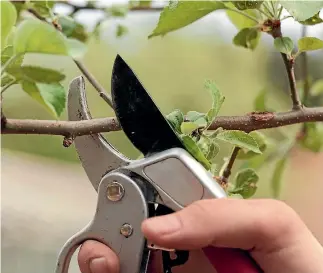  ?? 123RF ?? Keep fruit trees to a manageable size with summer pruning.