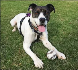  ?? PHOTOS BY DARWIN’S DOGS ?? Maizie is a mixed-breed dog whose owners signed her up to participat­e in a large study on canine behavioral genetics.