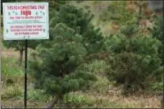  ?? ERIC BONZAR — THE MORNING JOURNAL ?? What started with seedlings planted on the family’s former dairy farmland has germinated into 16 acres of holiday trees on the DiVencenzo Family Tree Farm, 16101 S. Island Road, in Grafton.