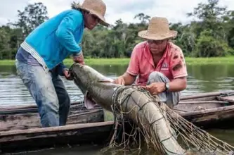 ??  ?? This file handout picture shows fishermen carrying a large Pirarucus (Arapaima gigas) fish at the Amana Sustainabl­e Developmen­t Reserve, in Amazonas State, northern Brazil. — AFP photos