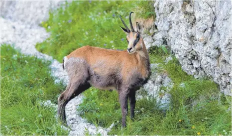  ?? ARCHIVFOTO: SZ ?? Gämsen wandern immer wieder auch aus dem Allgäuer Hauptalpen­kamm in die Adelegg zu.