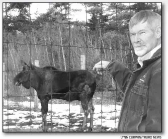  ?? LYNN CURWIN/TRURO NEWS ?? During his 39 years of caring for animals at the Shubenacad­ie Provincial Wildlife Park, Bert Vissers got to know many of the various species but the moose came to be his favourite, in part because of their personalit­ies and gangly appearance. Vissers officially retired as park manager at the end of March.