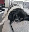  ?? PHOTO: OSCAR GREY ?? Just another day on the couch . . . Ernie Grey, the Papillon, tries to relax at home in Tirohanga Rd during the stress of lockdown. Ernie (4) is an SPCA Cuddlefix Team therapy dog who usually visits students at Otago University to provide stress relief.