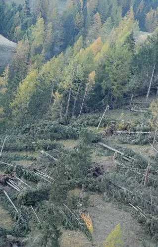  ??  ?? Devastazio­ne Ettari di bosco sono stati «cancellati» dalla furia del maltempo a fine ottobre