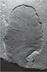  ?? Associated Press ?? ■ This undated photo provided by Ilya Bobrovskiy shows a Dickinsoni­a fossil from the White Sea area of Russia. The body is about 3.5 inches long. In a report released on Sept. 20, 2018, scientists say they've confirmed that these fossils from more than 500 million years ago are traces of an animal, which makes that creature one of the earliest known.