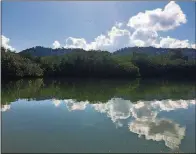  ?? DAVIDSON/TNS CAROL ANN ?? Seven species of mangrove thrive in Golfo Dulce.