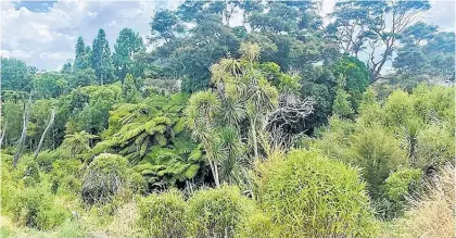  ?? Photo / Supplied ?? The Fairfield Project's vision is to restore the Kukuta¯ ruhe gully to its former glory.