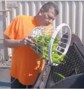  ?? GREG SORBER/ JOURNAL ?? Ken DeWees, owner of Chile Traditions, pours Hatch Sandia peppers into a roaster Wednesday. This year’s harvest began showing up in Albuquerqu­e this week.