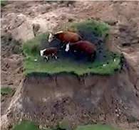 ?? AP ?? Three cows are stranded on an island of grass in a paddock that had been ripped apart following an earthquake near Kaikoura, New Zealand on Monday. —