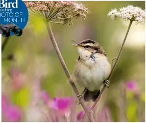  ??  ?? Sedge Warbler by Bob Hulmes Camera: Canon EOS 7D Mark II Lens: 300mm Shutter Speed: 1/2,000 Aperture: f/5.6 ISO: 500