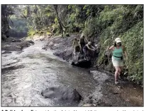  ??  ?? A Bali trash walk is not for the faint of heart. Visitors, armed with pointed sticks for picking up trash, make their way along the Ayung River in Bali.